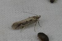Ornativalva plutelliformis