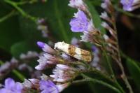 Phtheochroa fulvicinctana