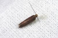 Scrobipalpa
