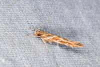 Pyroderces argyrogrammos