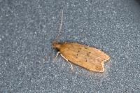 Helcystogramma lutatella