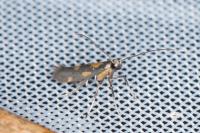 Euspilapteryx auroguttella