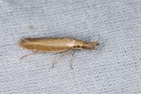 Pleurota aristella