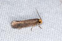 Cephimallota crassiflavella