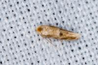 Bucculatrix