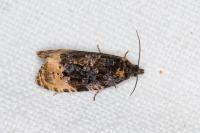 Hedya ochroleucana