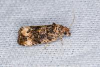 Endothenia gr. gentianaeana