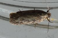 Depressaria