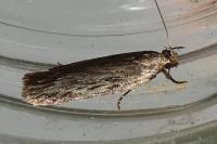 Depressaria