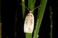 Agonopterix ocellana
