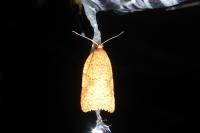 Acleris ferrugana/notana