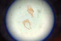Leptopterix plumistrella