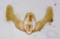 Eucosma gradensis