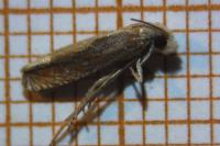 Eucosma rubescana