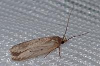 Agonopterix