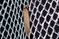 Agonopterix