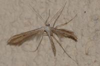 Emmelina monodactyla