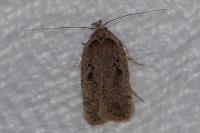 Agonopterix yeatiana