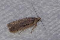 Agonopterix yeatiana