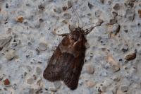 Tortricodes alternella