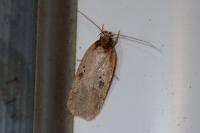 Agonopterix subpropinquella