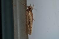 Agonopterix subpropinquella