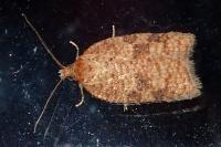 Acleris quercinana