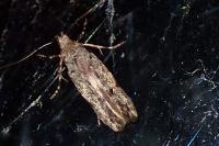 Carpatolechia decorella