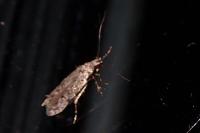 Carpatolechia decorella