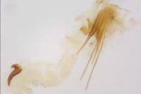 Scrobipalpa obsoletella