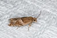 Ancylis comptana