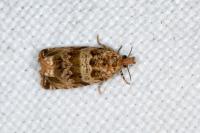 Celypha cespitana