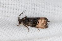 Metendothenia atropunctana