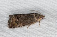 Cydia splendana