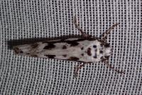 Ethmia pusiella/candidella