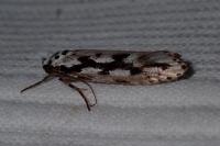 Ethmia pusiella/candidella