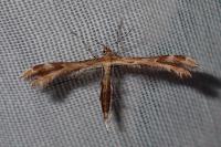 Oxyptilus