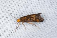 Apodia bifractella