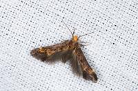 Apodia bifractella