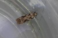 Carpatolechia decorella