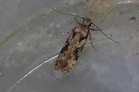 Carpatolechia decorella