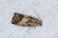 Cydia splendana