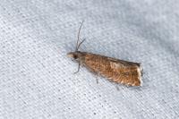 Dichrorampha acuminatana