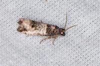 Notocelia incarnatana