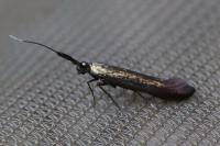 Coleophora deauratella