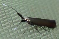 Coleophora deauratella