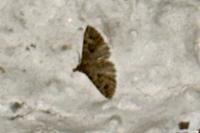 Alucita hexadactyla
