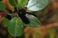 Bucculatrix alaternella