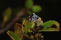 Bucculatrix alaternella