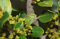 Bucculatrix alaternella
